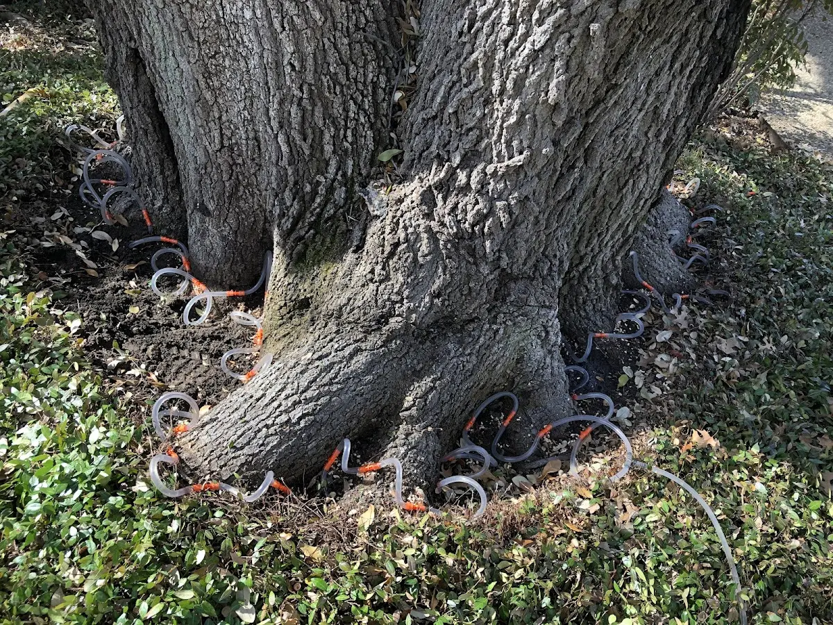 Detailed Tree Cabling and Bracing job site in Northampton