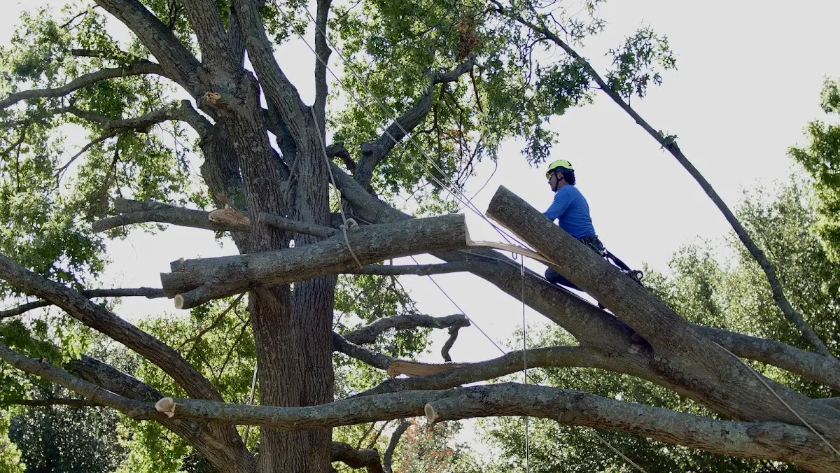 Professional Crown Thinning performed by certified arborists in Northampton